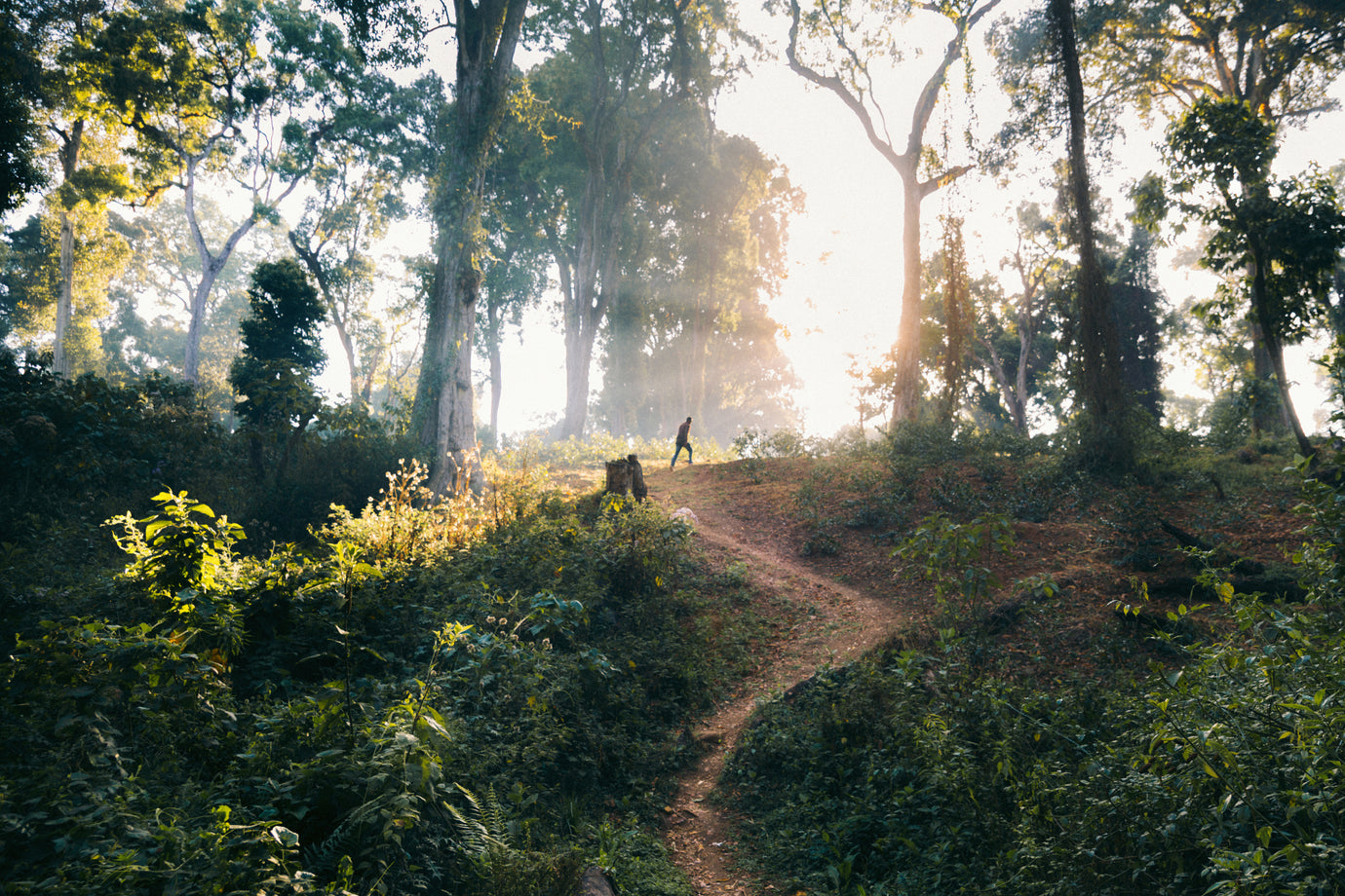 Silhouette of person walking along a path on a coffee farm