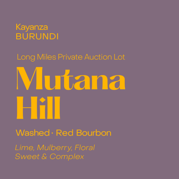 Subtext - Mutana Hill: Long Miles Auction Lot