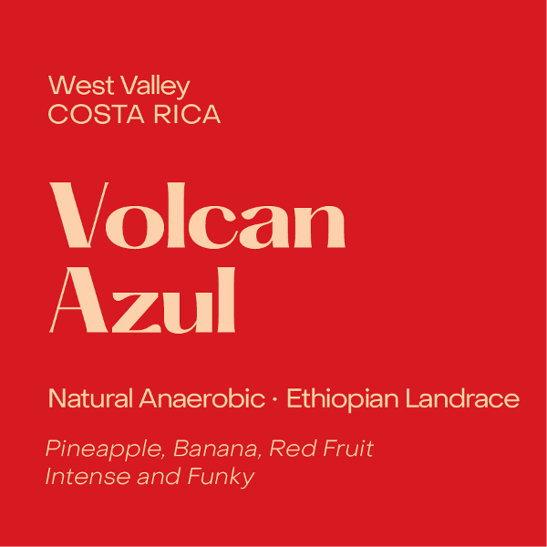 Photo of Subtext - Volcan Azul: Natural Anaerobic Landrace ( Default Title ) [ Subtext Coffee Roasters ] [ Coffee ]