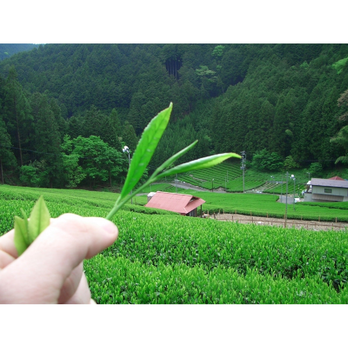 Camellia Sinensis - Matcha Uji(40g)